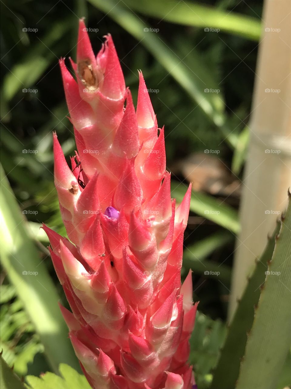 Red flower looks like corn