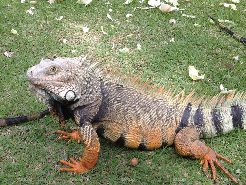 Iguana big one