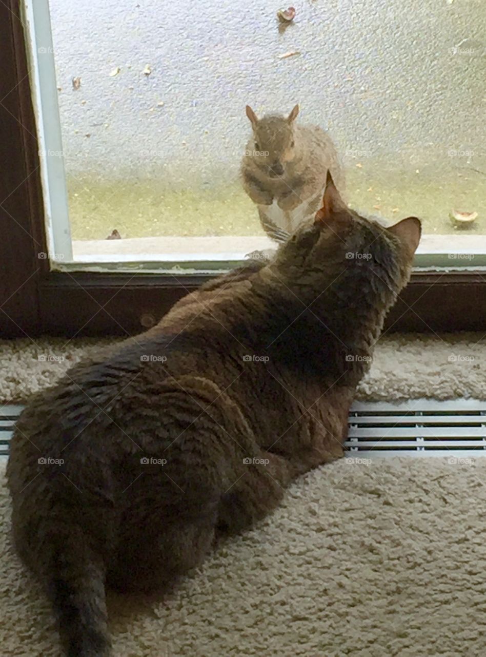 Cat looking at squirrel through window glass