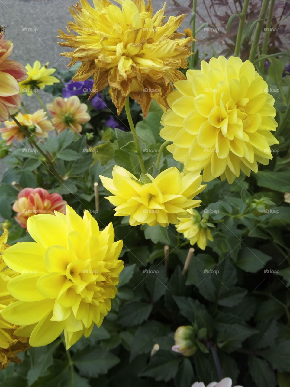 Flowers of the black forest