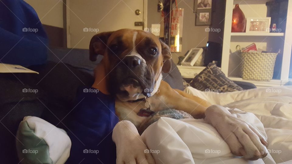Dog, Indoors, Room, Bed, Portrait
