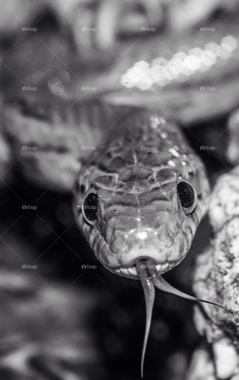 white black eyes tongue by delvec