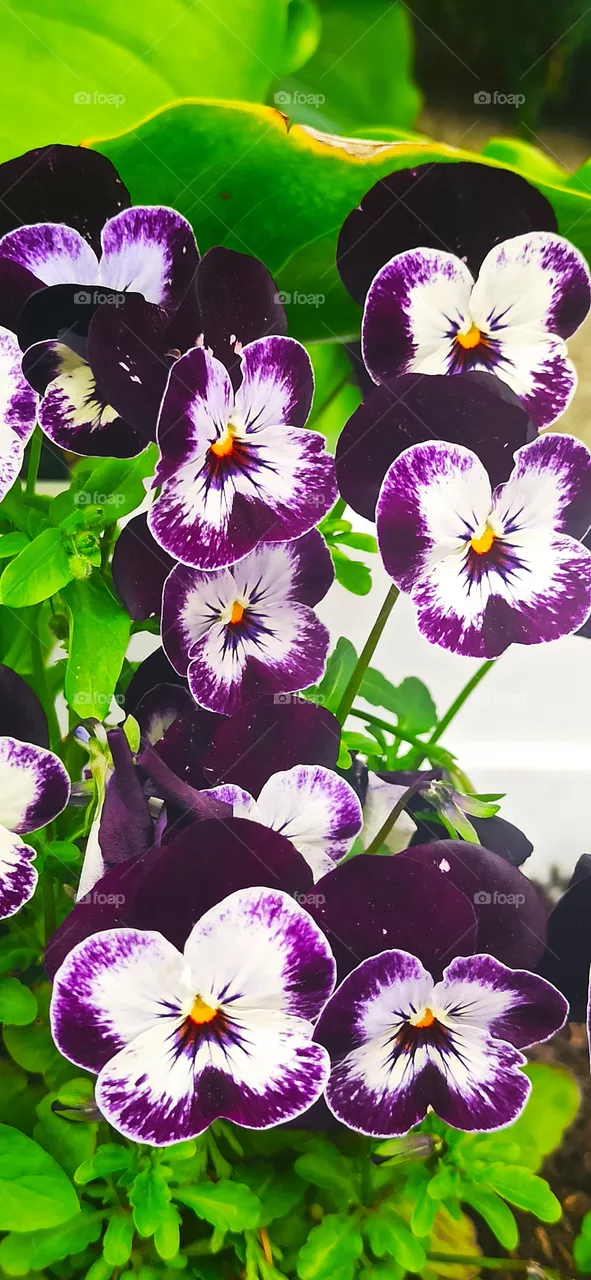 Violets.