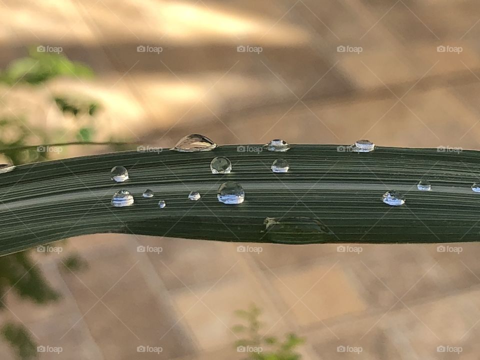 Water drops in a leaf, just after the rain. They are resisting following their path to earth, but allowed great reminder of the fresh rain in beautiful circle shapes...