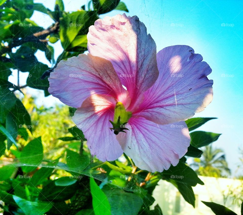 hibiscus