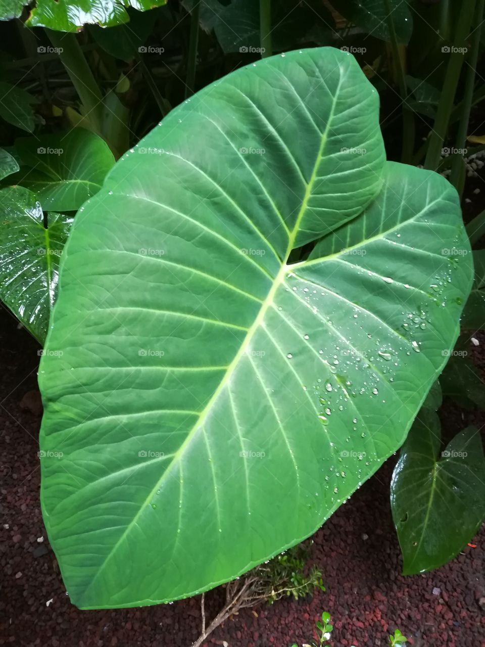 hoja leaf
