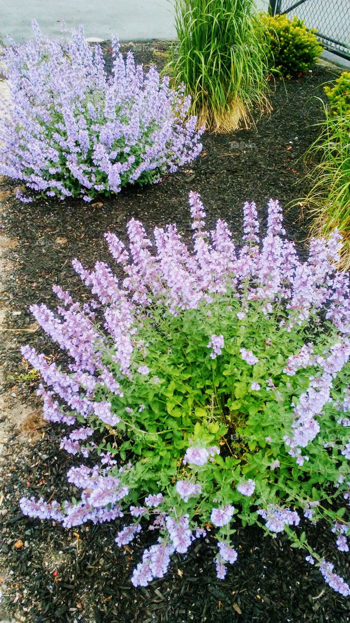 Flower, Flora, Nature, Blooming, Garden