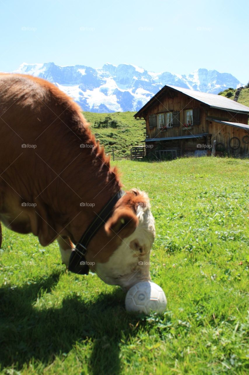 Cow playing soccer 