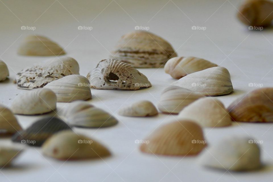 Close-up of various seashells