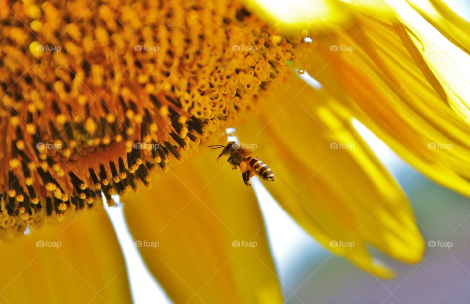 Close up of sunflower