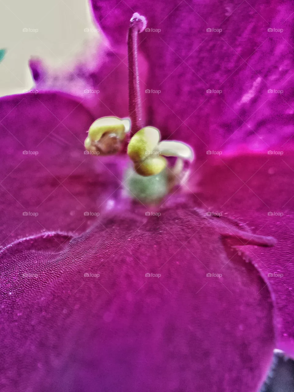 Violets 6