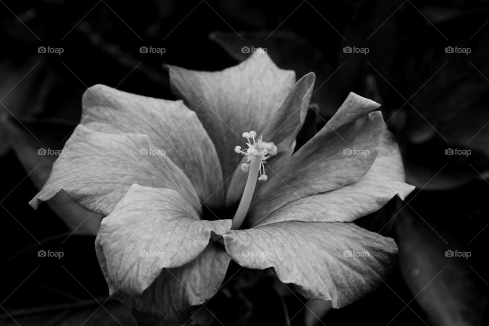 Gibraltar Flower. While in the Navy I took these while at a stop in Gibraltar 