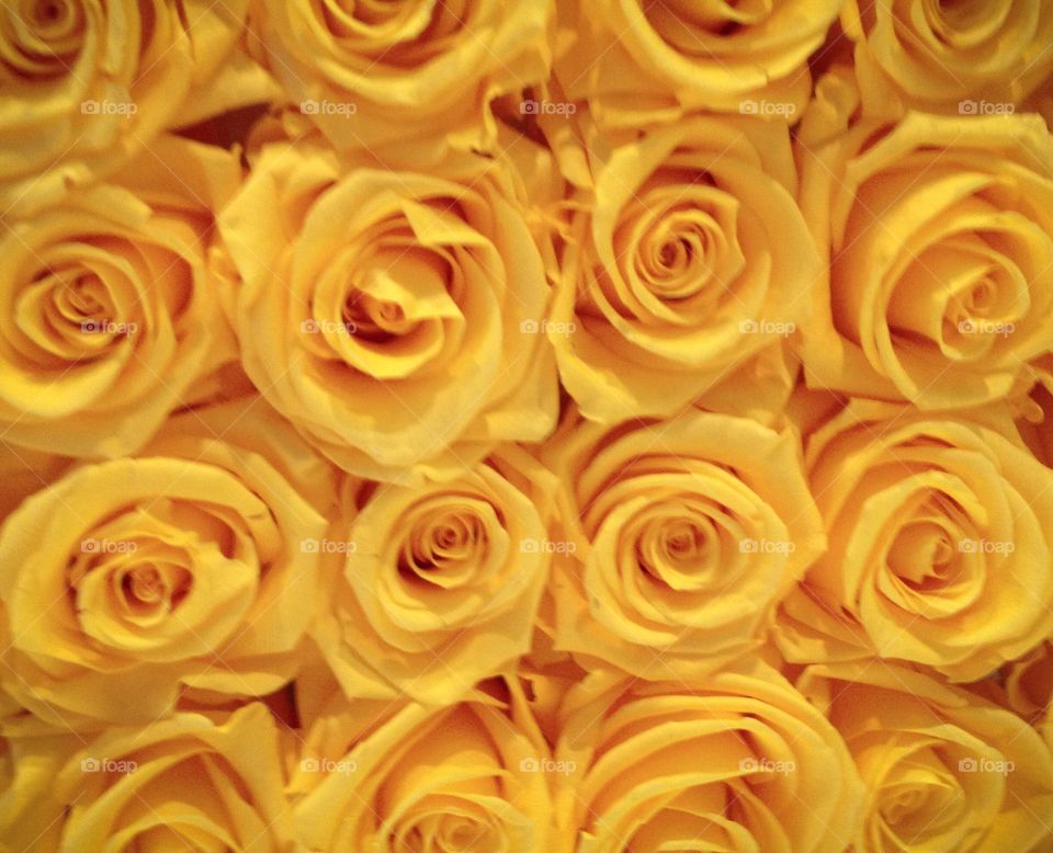 yellow roses