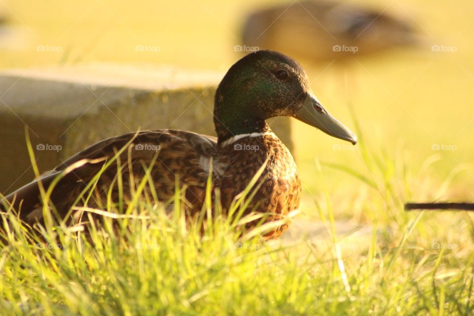 Sunbathing duck . Caught this snap in Leysdown England ! Enjoy 