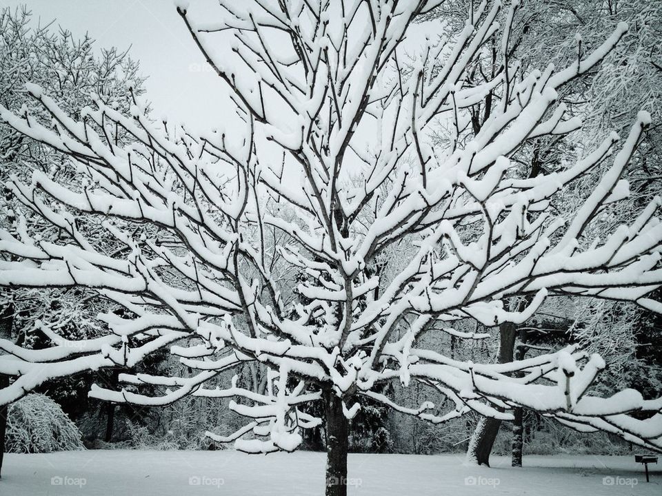 Snow Tree