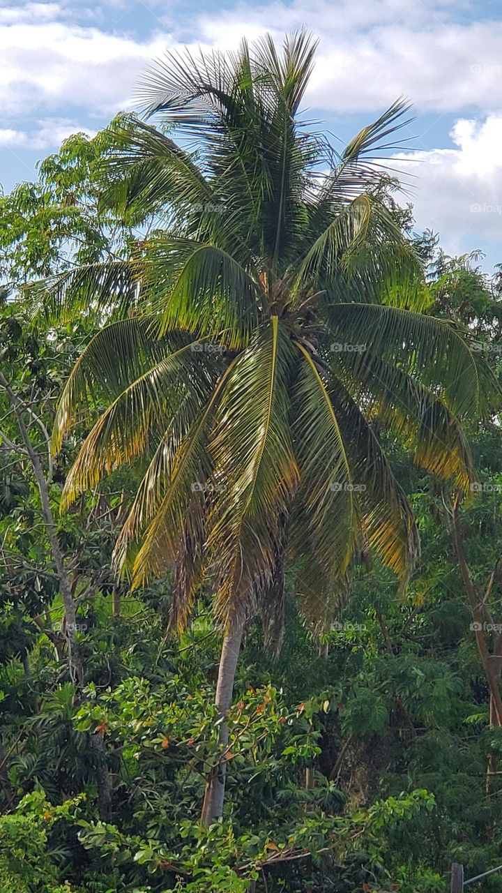 Palm tree, Rincon, PR