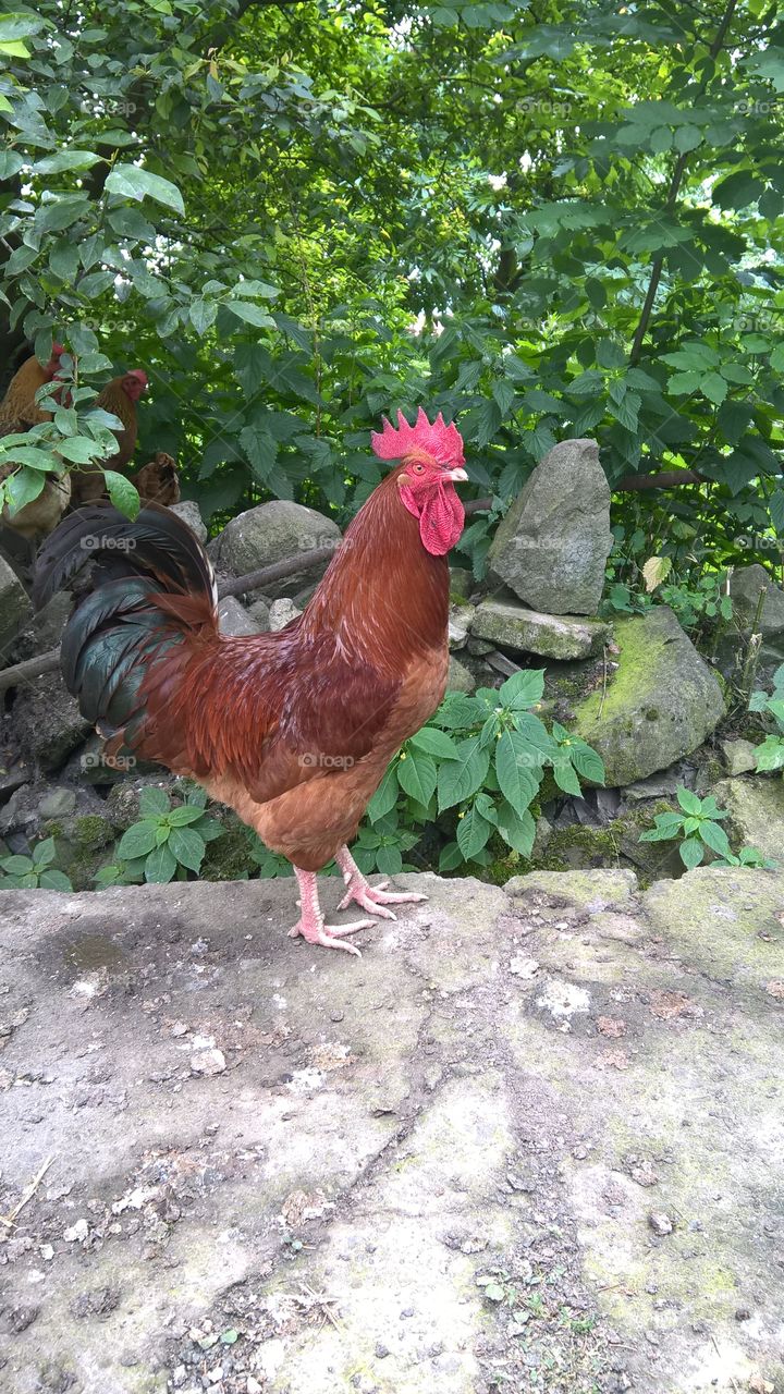 rooster