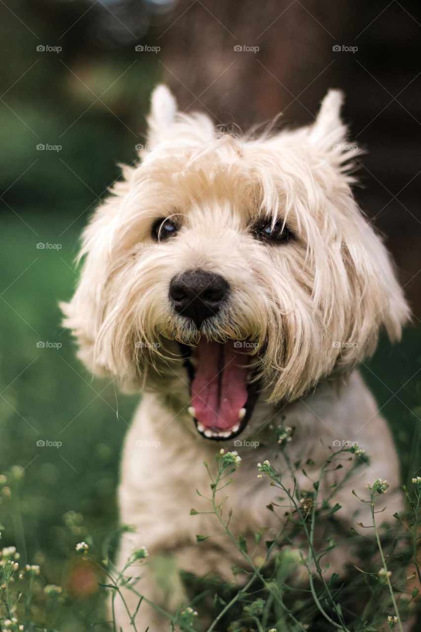 Cute dog. Cute flowers.