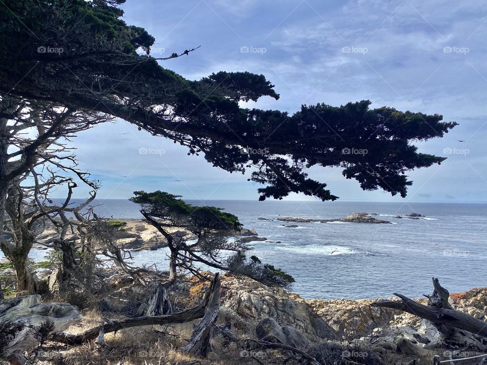 Point Lobos State Reserve 