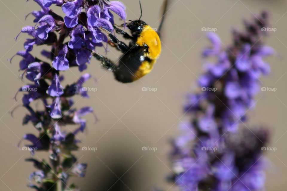 Bumblebee on the nature flower