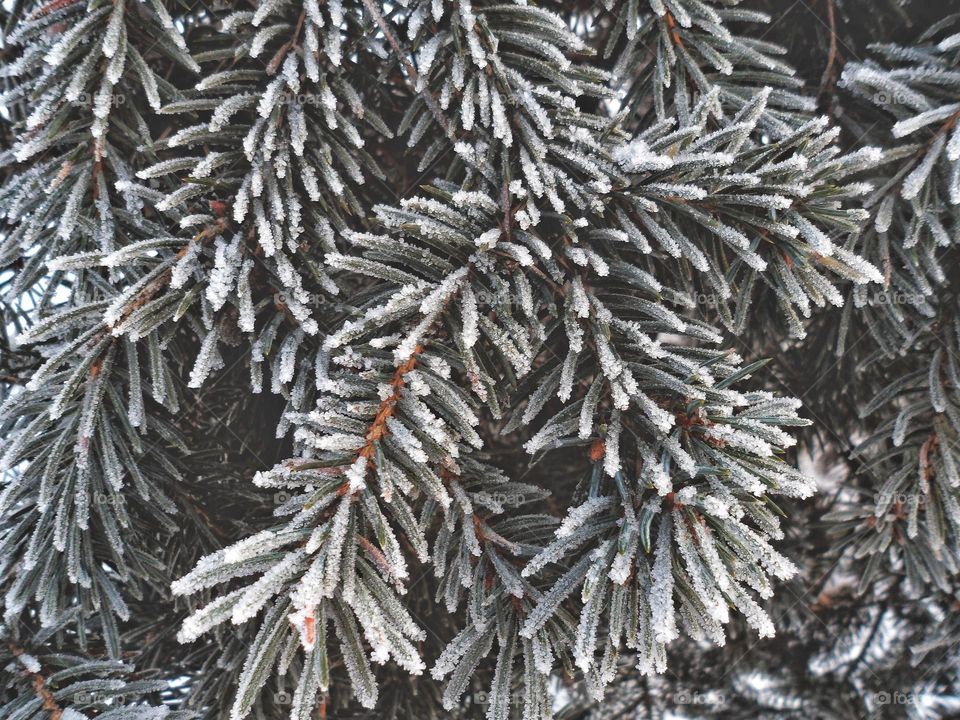 tree branches in the snow