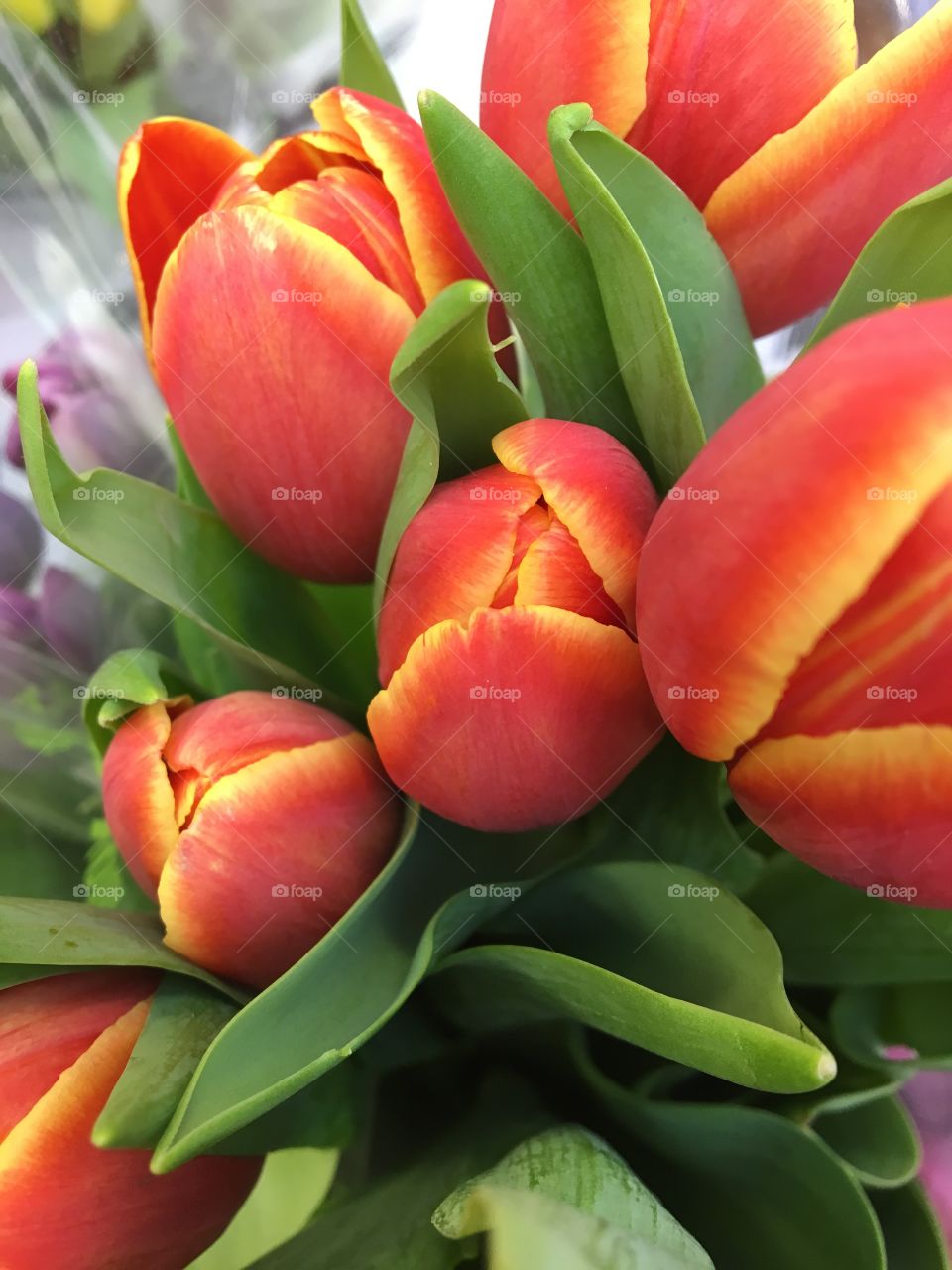 Orange tulips trimmed with yellow 