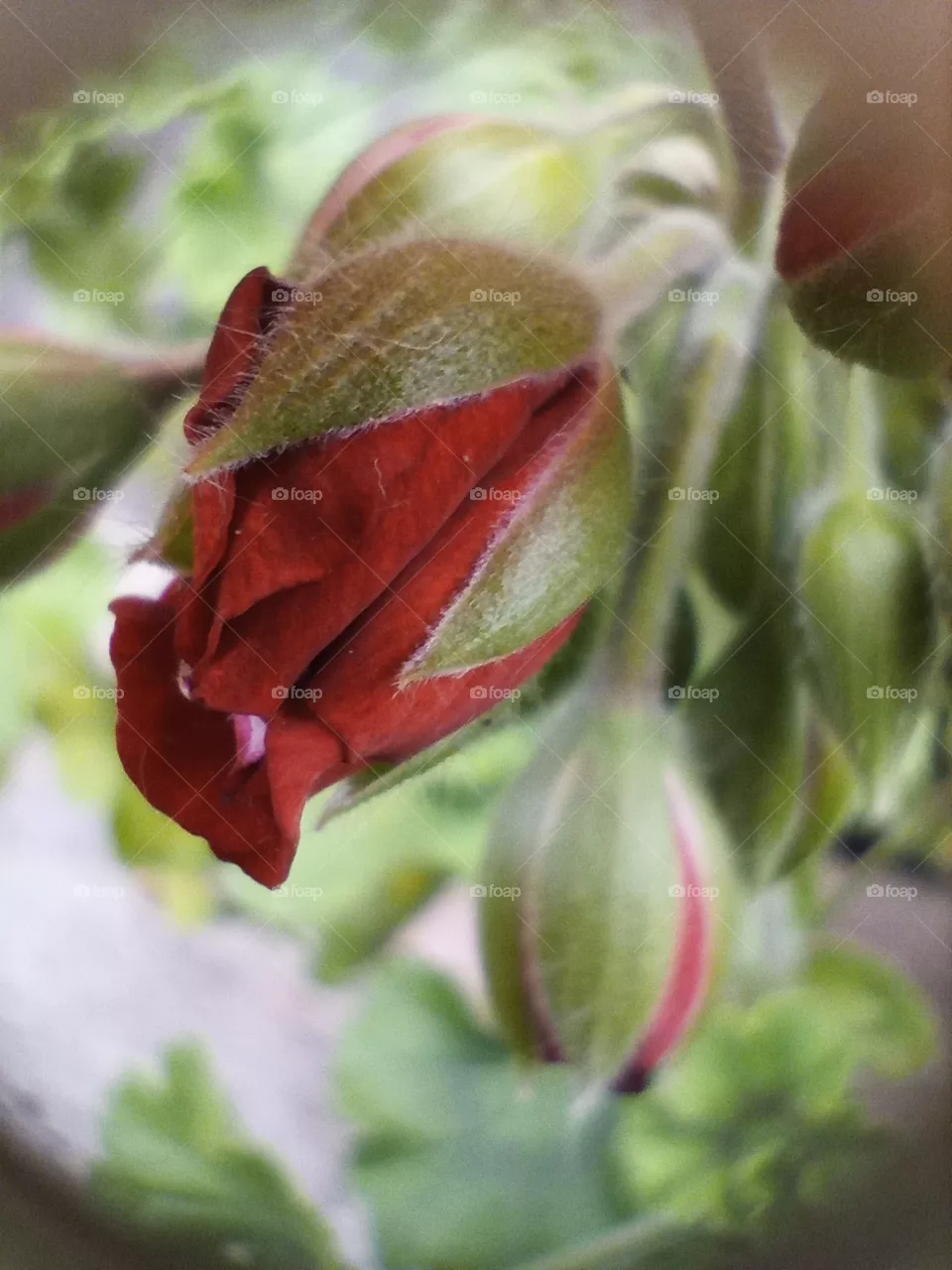 macro