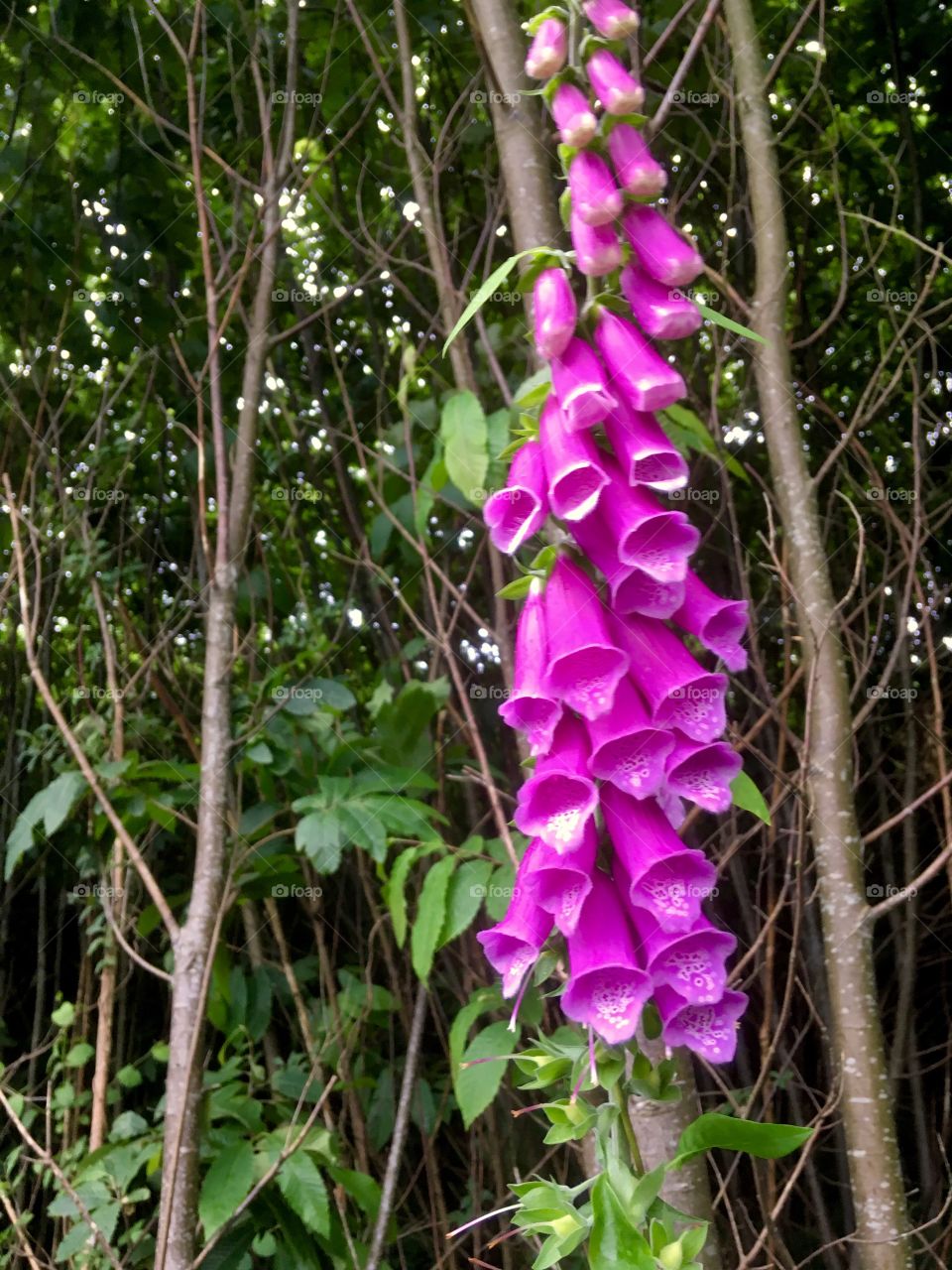 Foxglove in the woods 