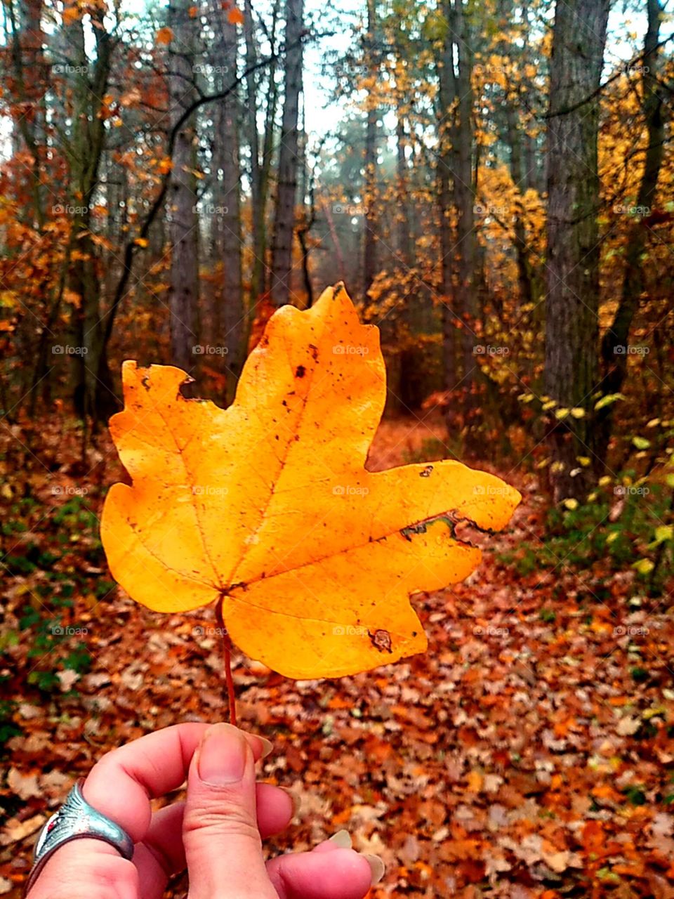 My favourite colour in the woods!