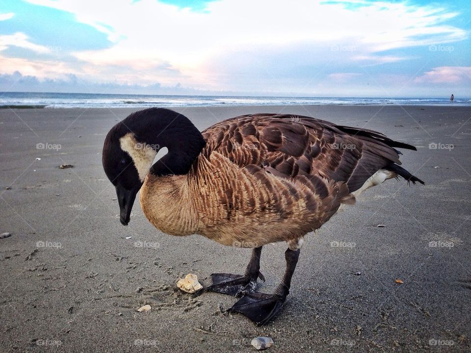 Goose hungry, goose sad