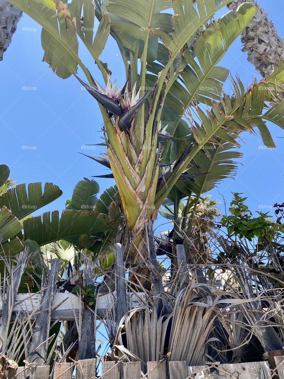 sunny green palm trees