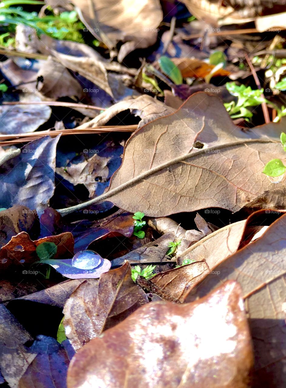 Single drop of water 