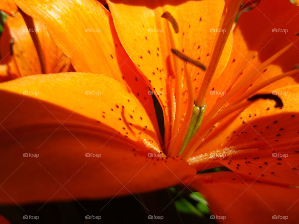 Orange tiger lily flower