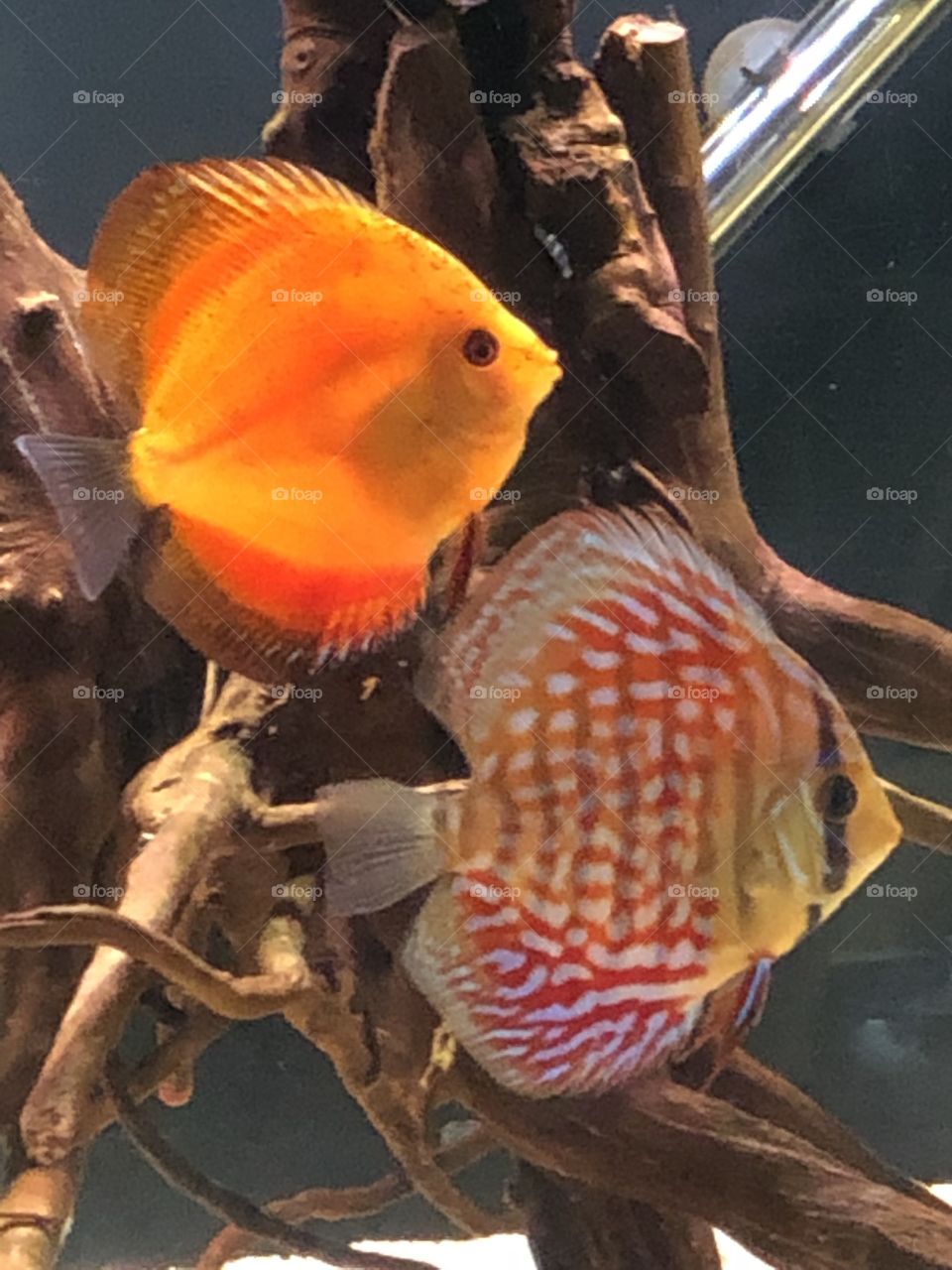 Discus Fish