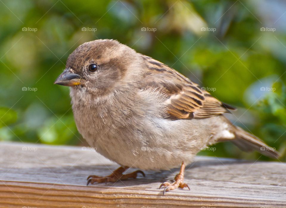 Fat and cute well fed sparrow