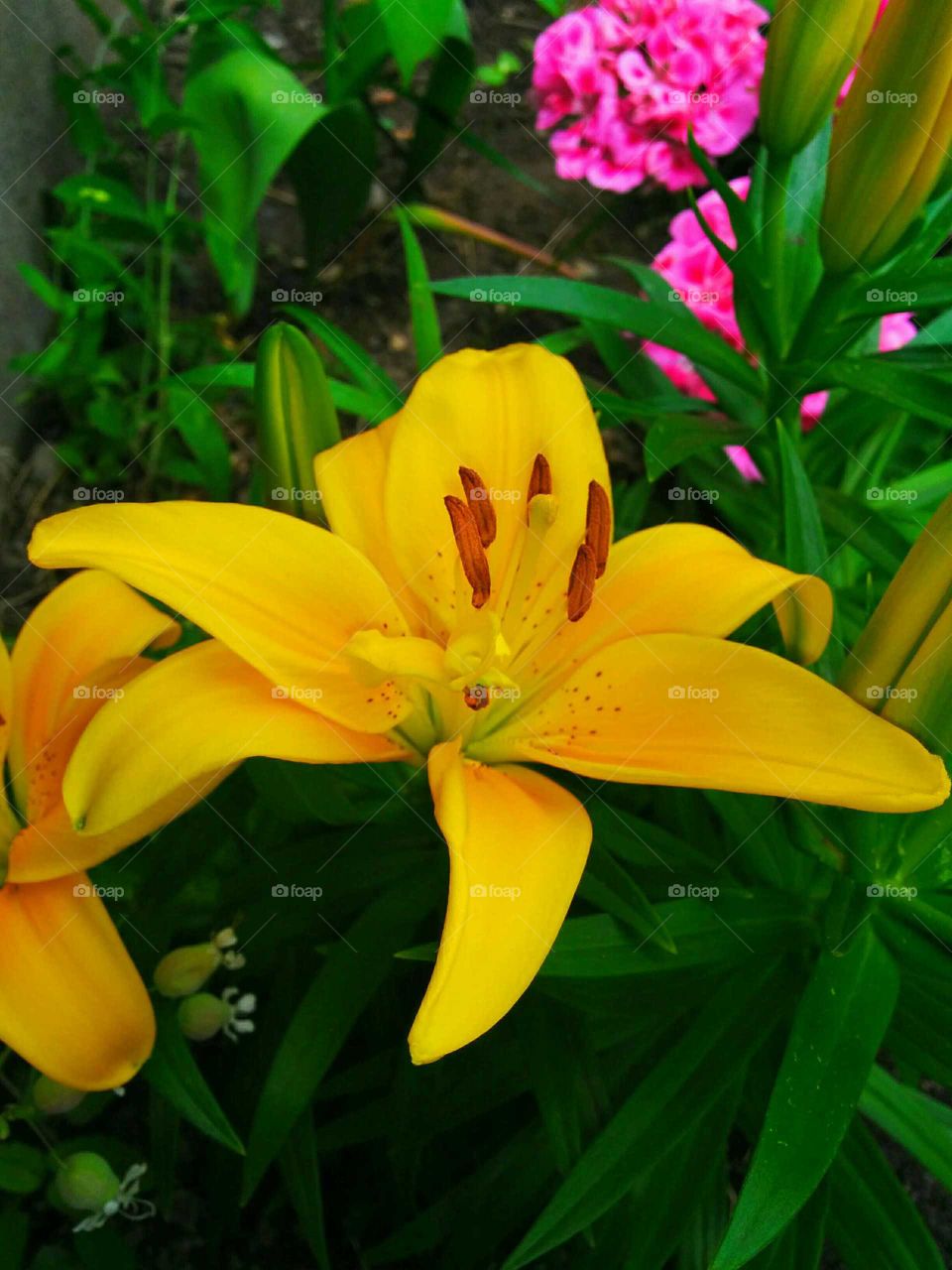 yellow lys