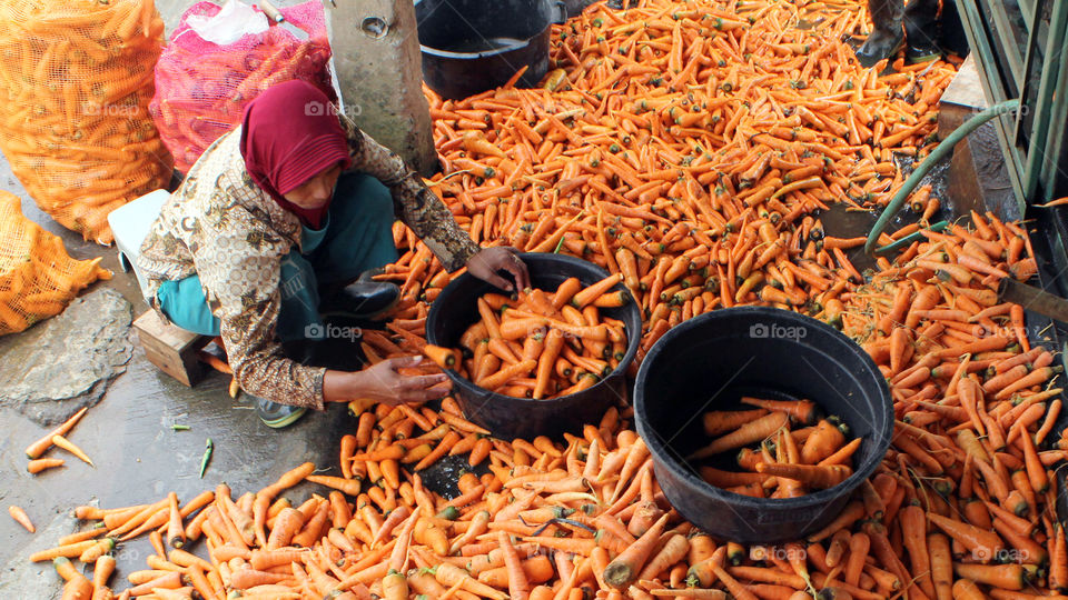 the farmer is selecting the carrots before they are sold.