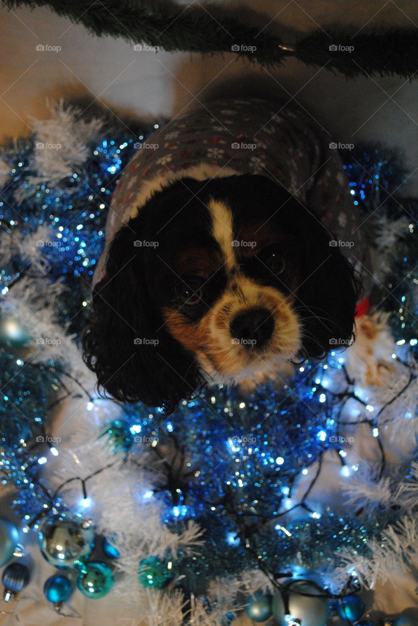 A dog in the tinsel, ready for santa. 