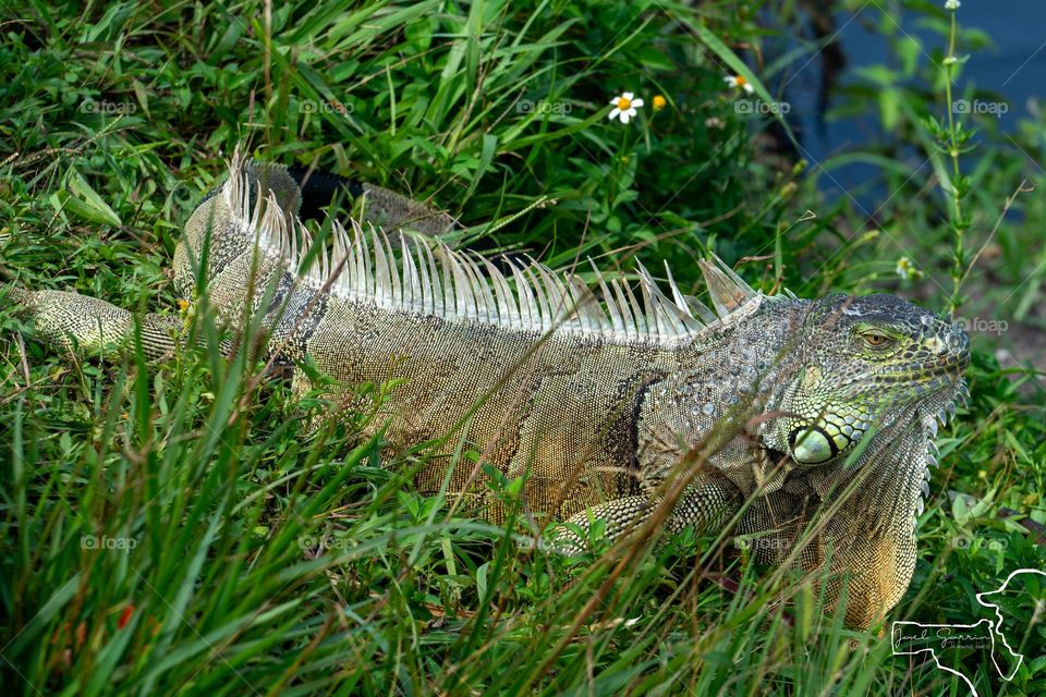 Iguana habitatt 