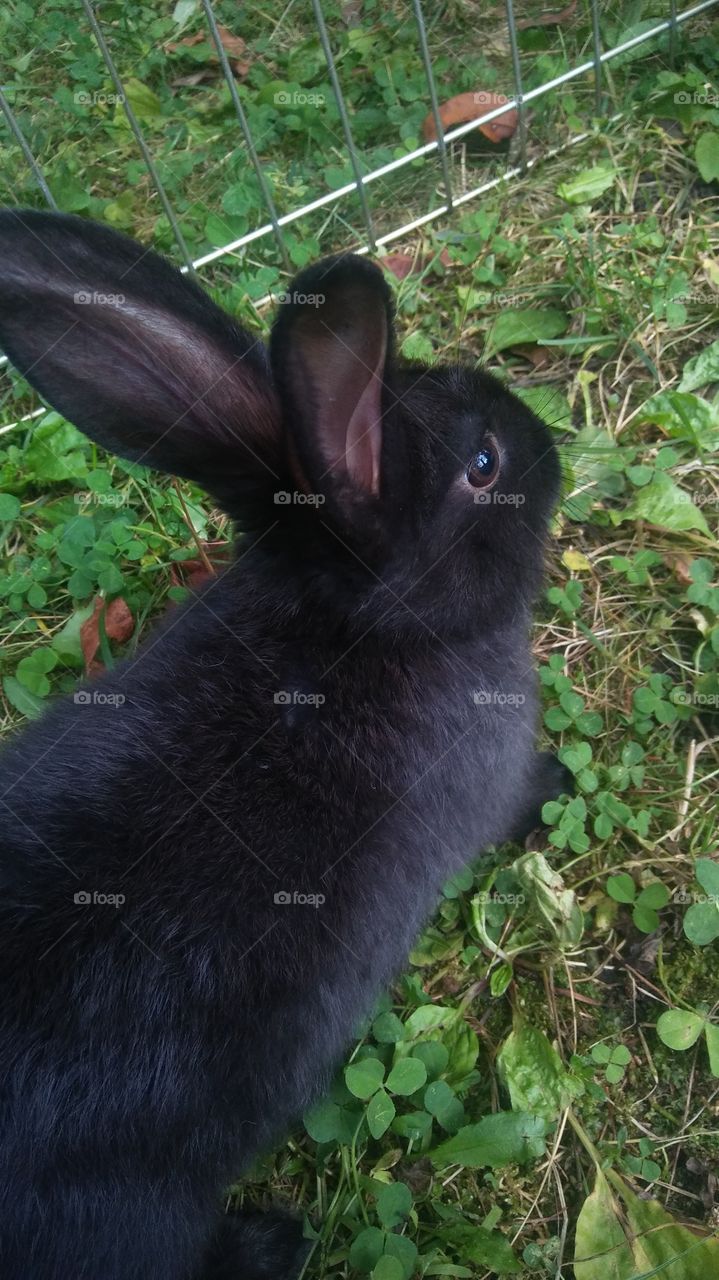 a black bunny
