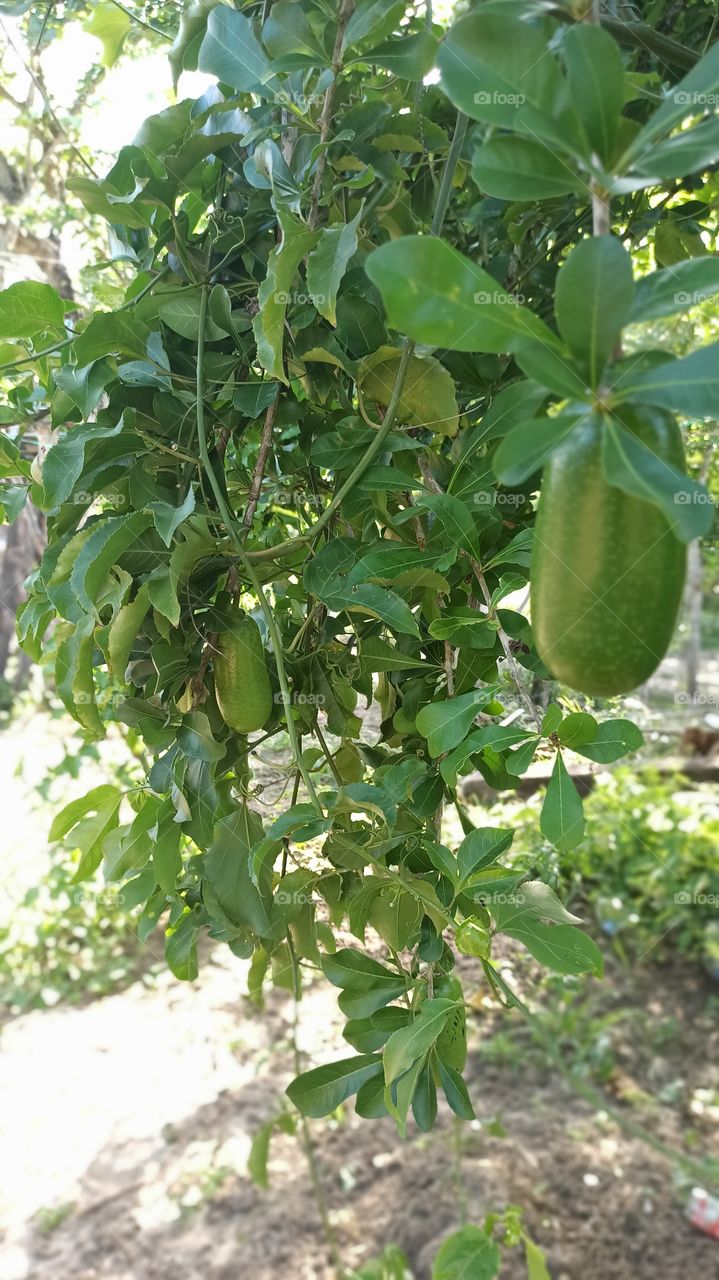 fruta no comestible que la cáscara se utiliza para hacer cucharas de palo