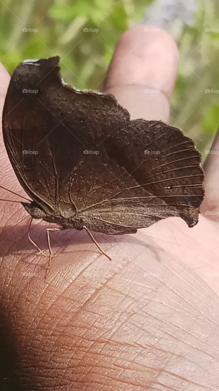 The butterfly is in my hand so very beauty