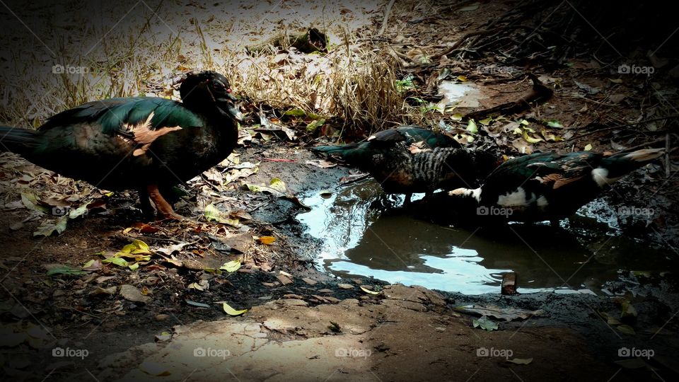 Patos pretos sujos em lama negra.