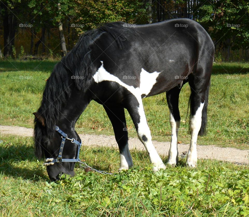 Mammal, Grass, Animal, Horse, Mare