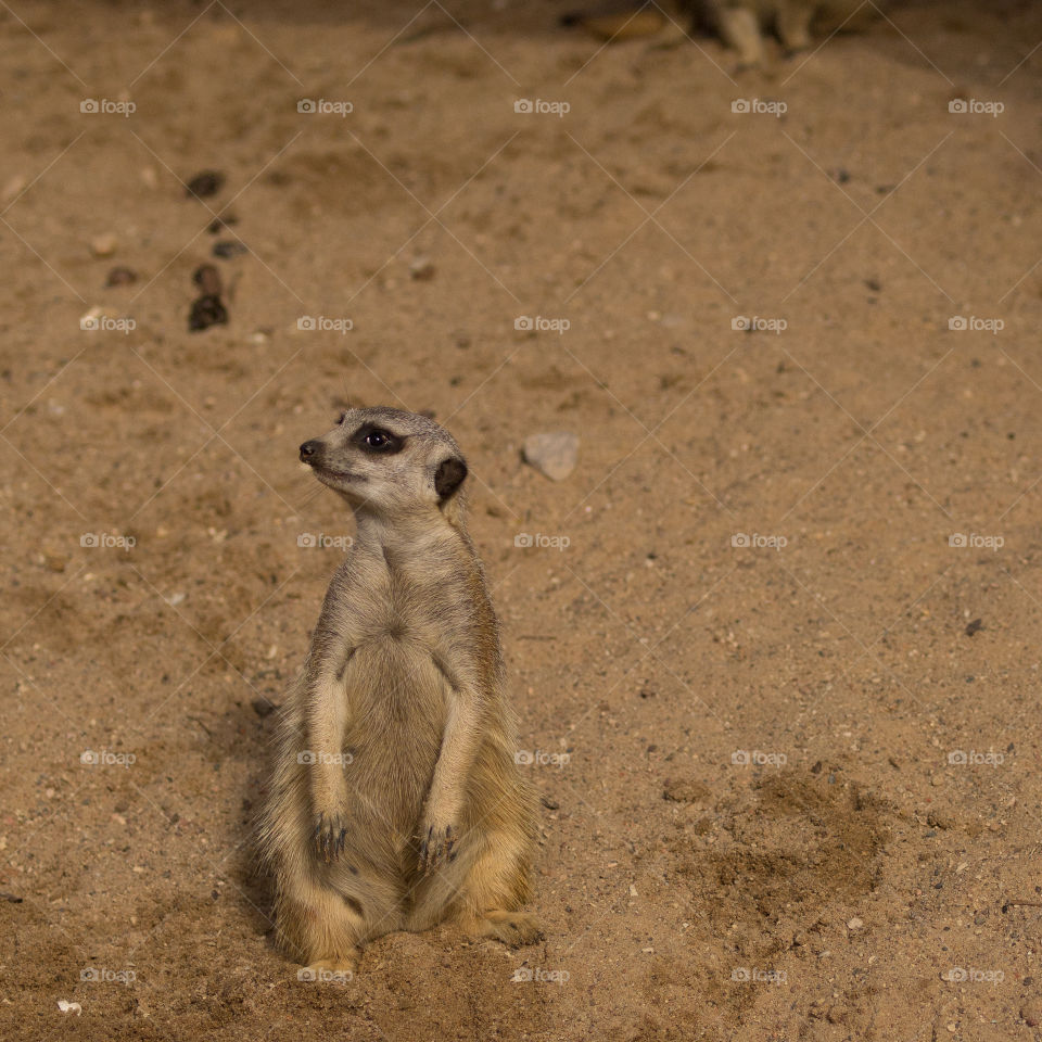 meerkat