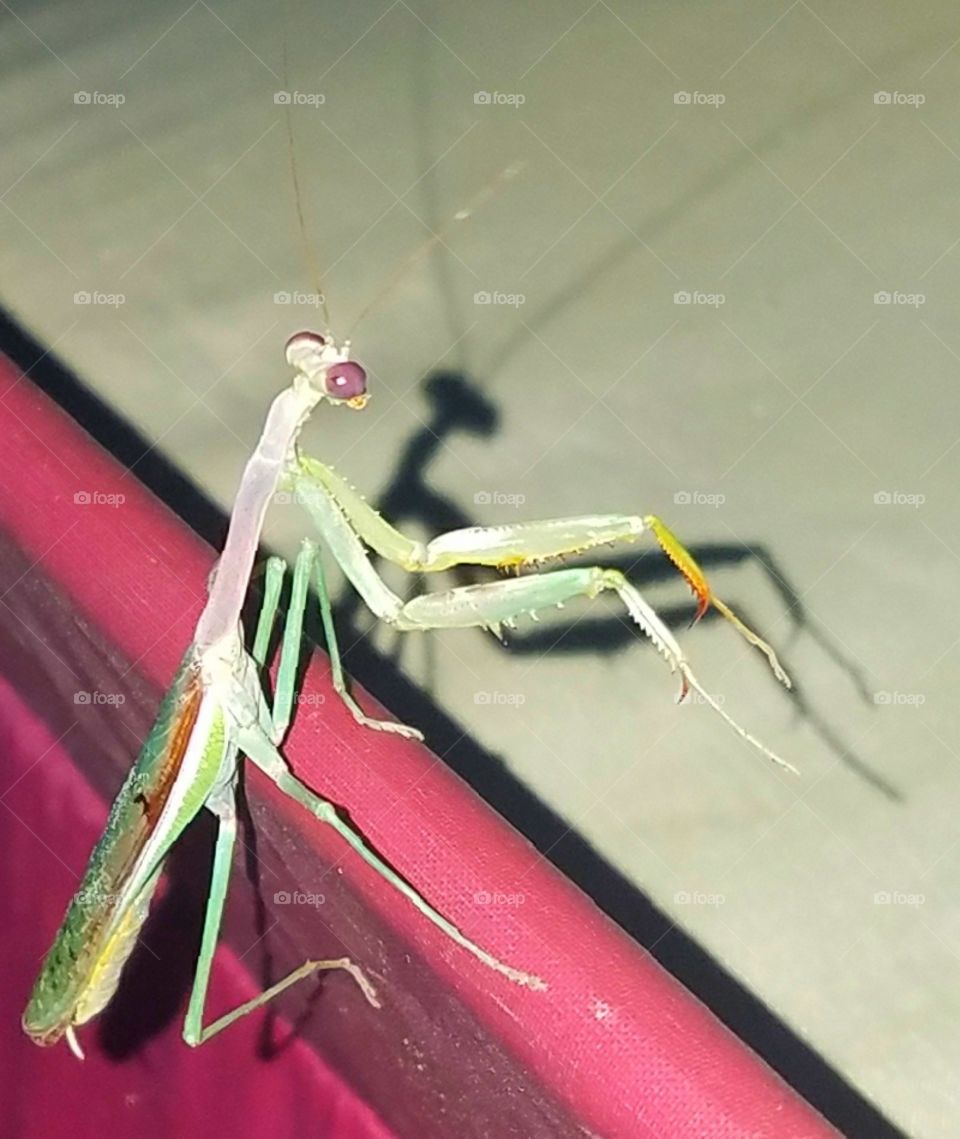 Praying Mantis