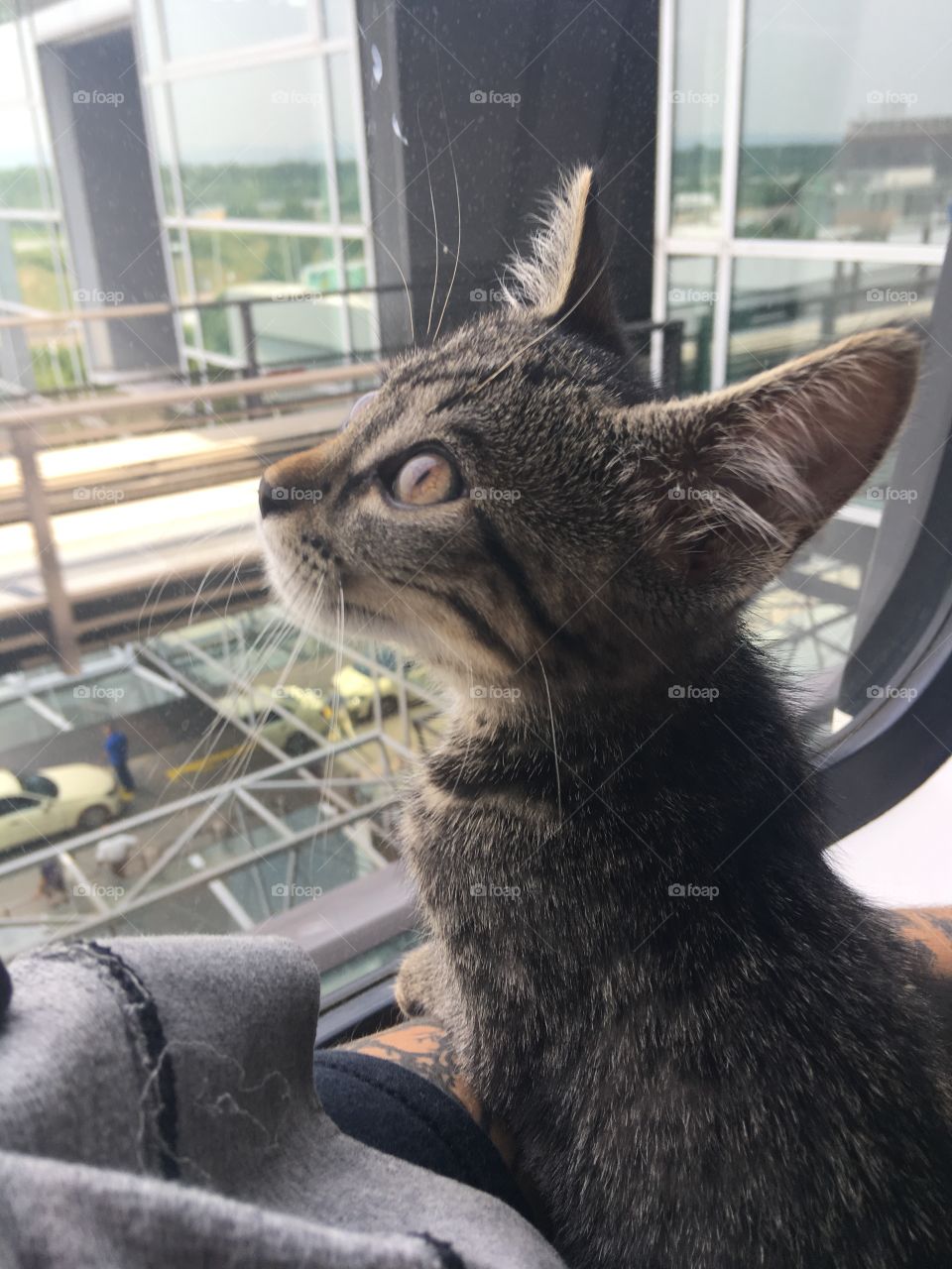 Kitten on a Skytrain