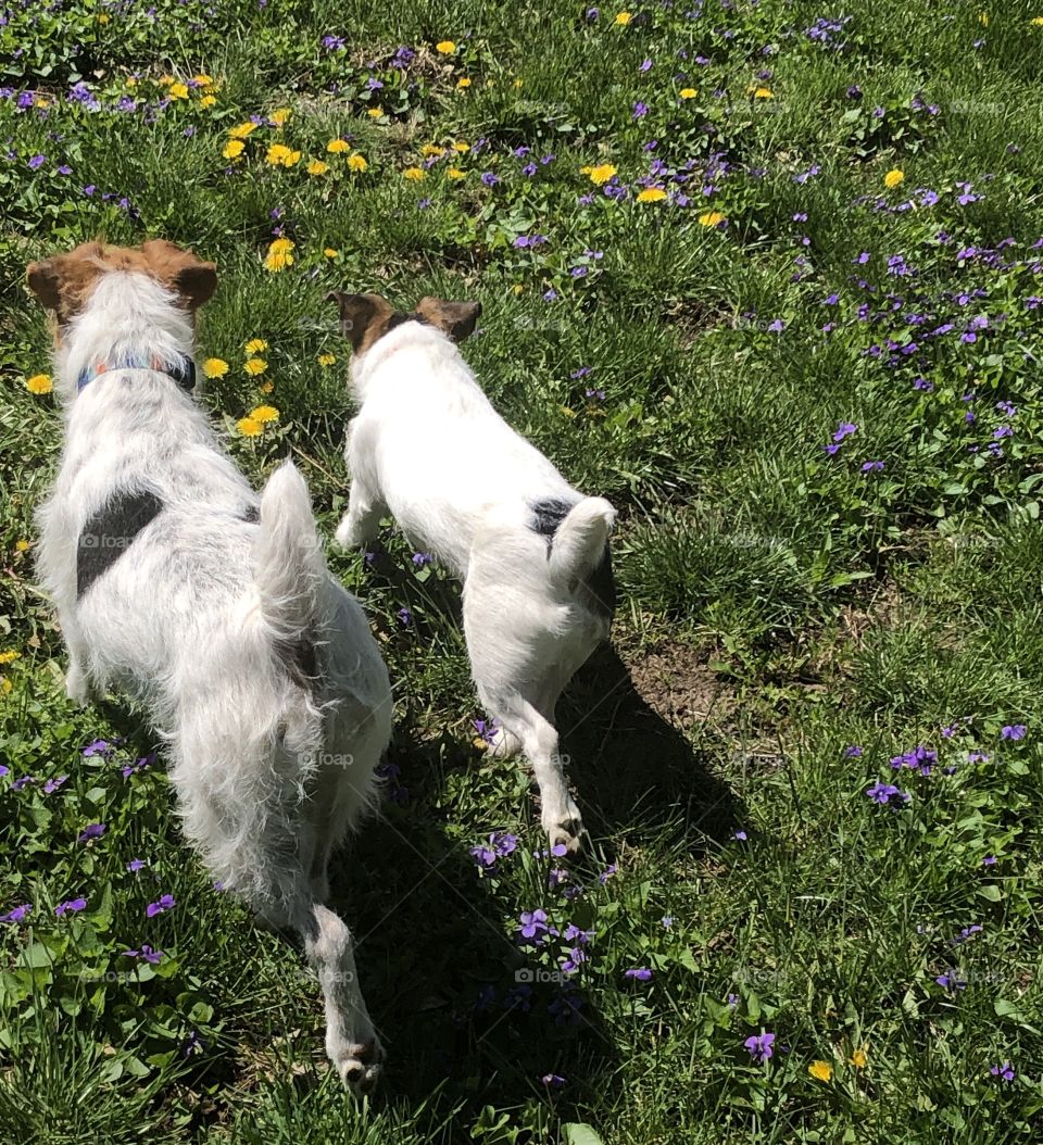 Jack russells enjoying the outdoors together 