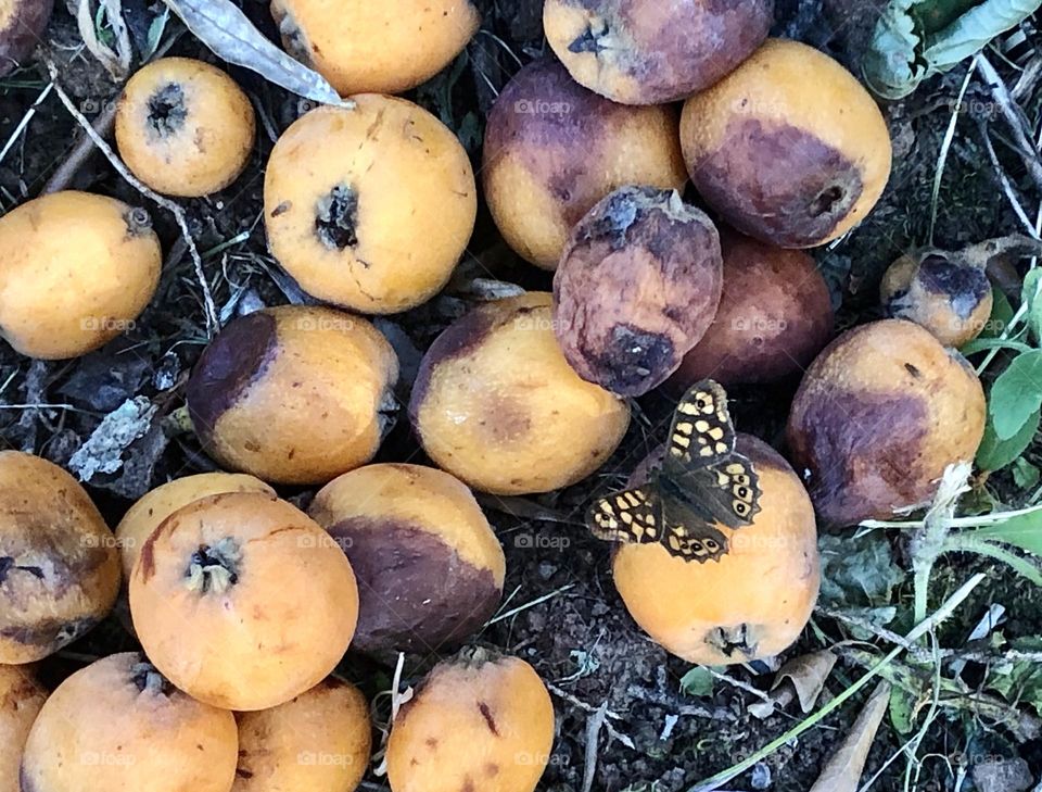 Butterfly and other insects on rotting fruit