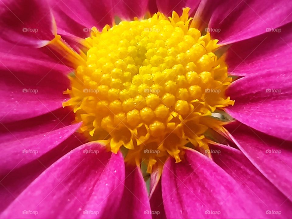 Chrysanthemum close up